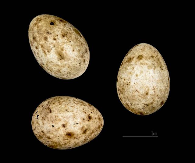 Oeufs de fauvette à tête noire (Sylvia atricapilla)