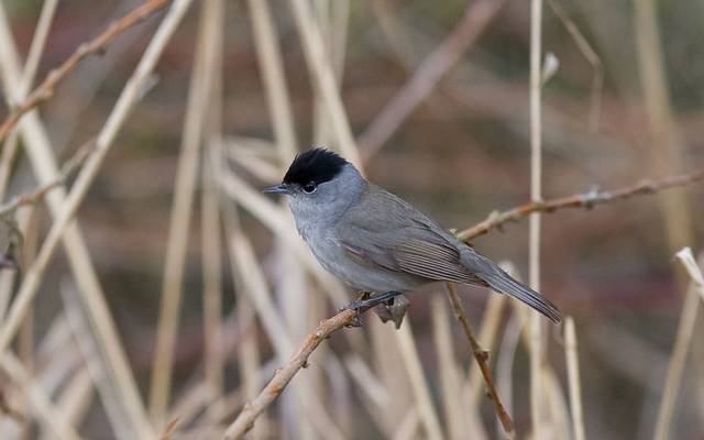 Fauvette à tête noire (mâle), Sylvia atricapilla