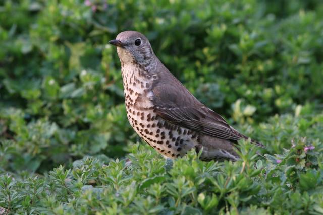 Grive draine, Turdus viscivorus