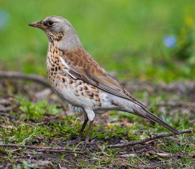 Grive litorne, Turdus pilaris