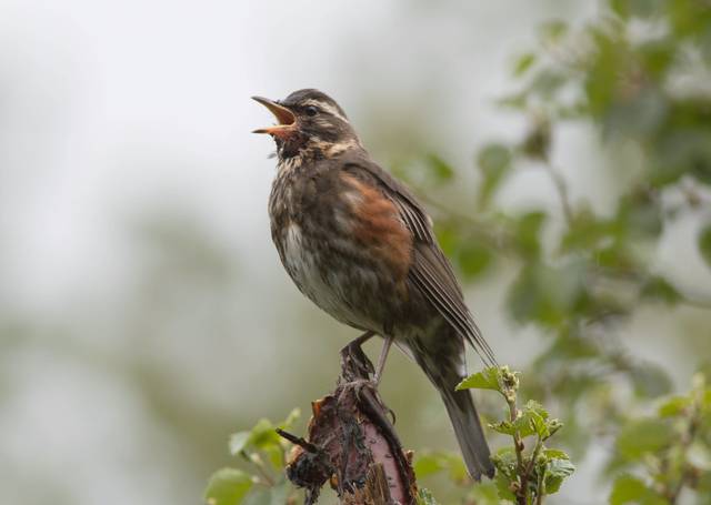Grive mauvis, Turdus iliacus