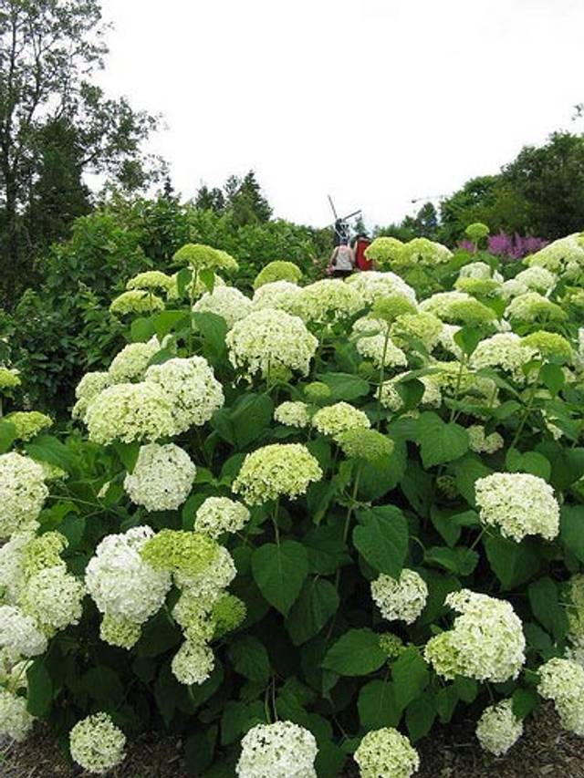 Hydrangea arborescens 'Annabelle'