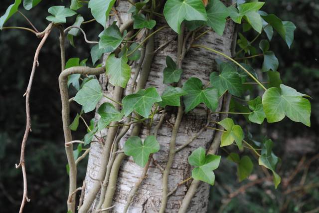 Lierre (Hedera helix) grimpant sur un tronc