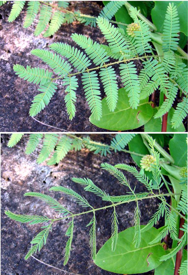 Mimosa pudica : avant et après contact avec les feuilles
