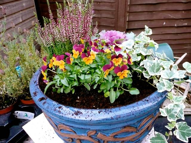 Potée automne / hiver : pensées, chou, bruyère et lierre