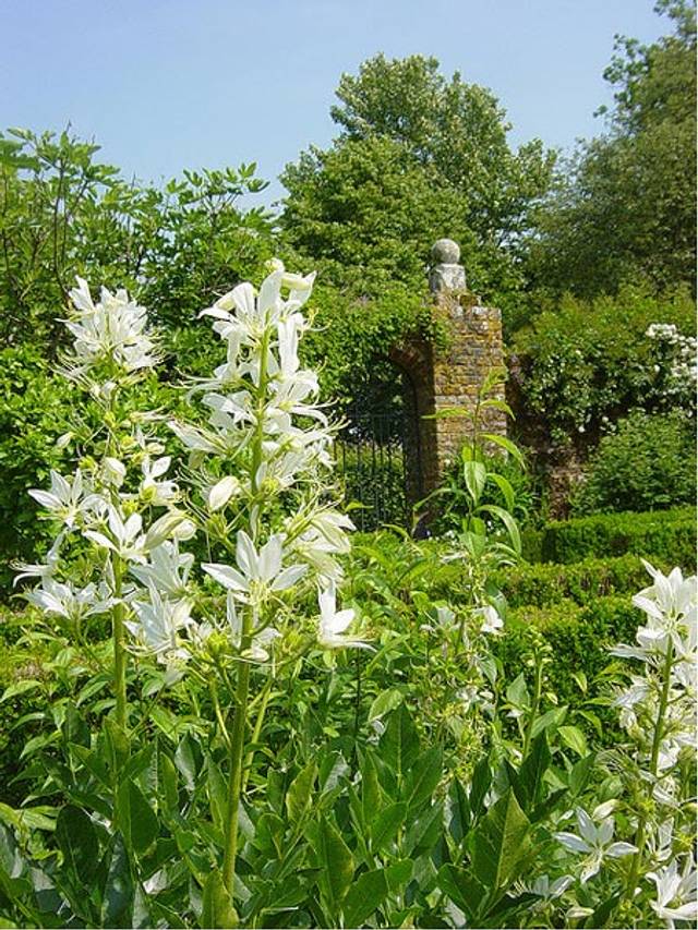 Sissinghurst - Le jardin blanc