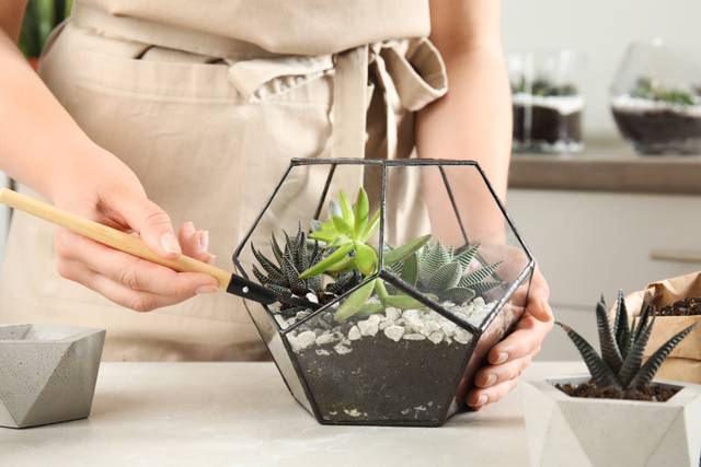 Plantation d'un terrarium avec différentes plantes succulentes