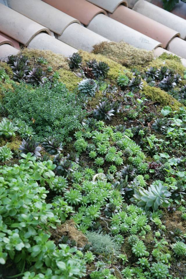 Portion de toit végétalisé avec des succulentes