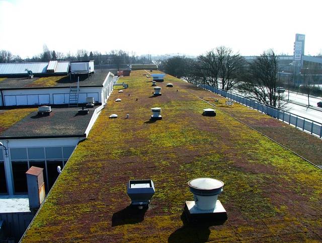 Toiture végétalisée