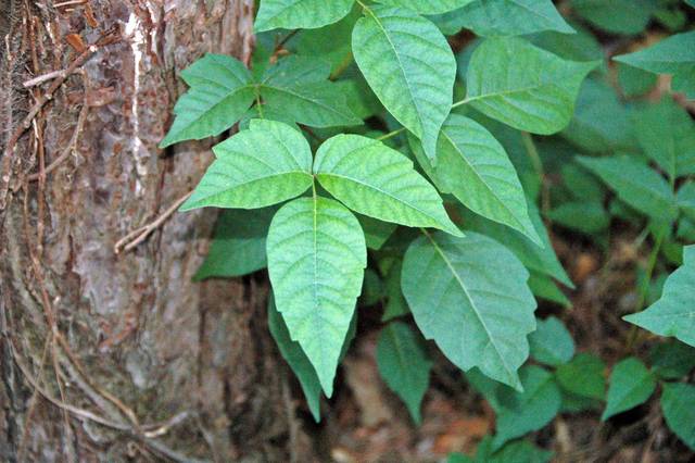 Toxicodendron radicans, sumac grimpant