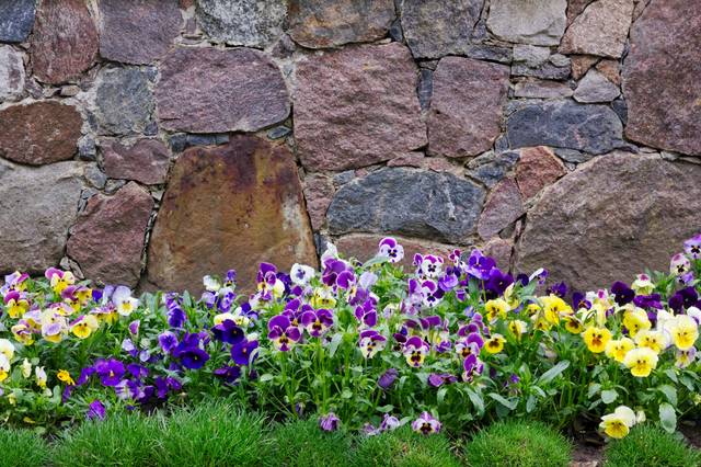 Violas (pensées) au pied d'un mur de pierres (granit)