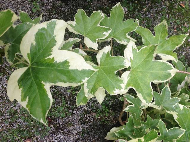 x Fatshedera lizei 'Angyo Star'