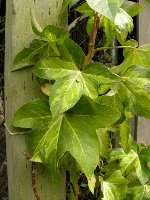 x Fatshedera lizei 'Mediopicta'