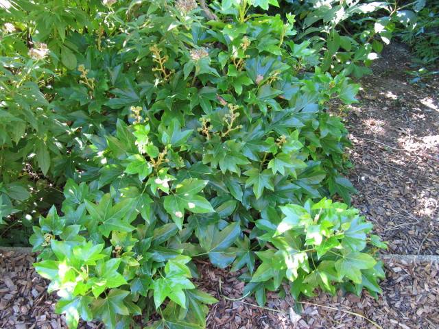 Fatshedera lizei en pleine terre (croisement entre Fatsia japonica 'Moseri' et Hedera hibernica)