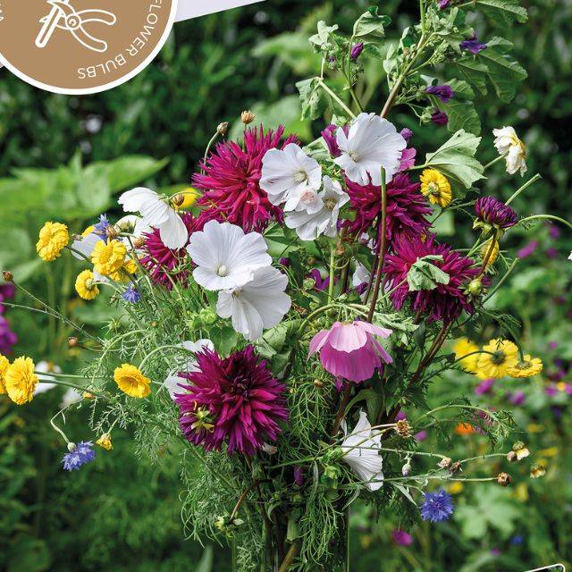 Kit Bouquet Champêtre - Dahlia Purple Gem et sachet de graines