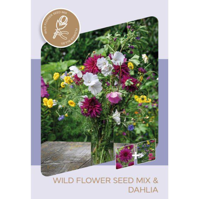 Kit Bouquet Champêtre - Dahlia Purple Gem et sachet de graines