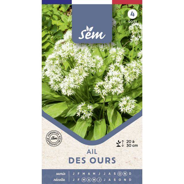 Ail des ours - sachet de graines
