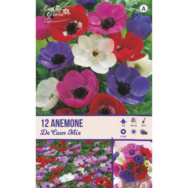 Anémones de Caen en mélange