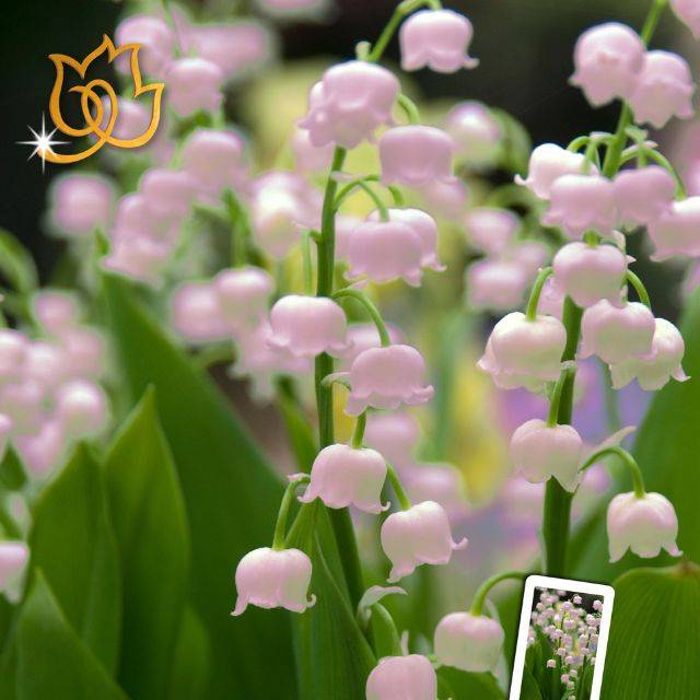 Muguet rose - Convallaria rosea