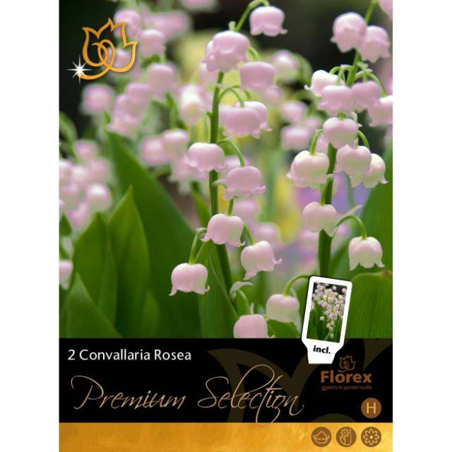Muguet rose - Convallaria rosea