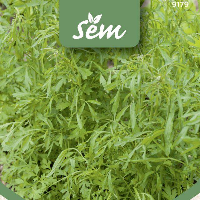Cresson alénois - Lepidium sativum