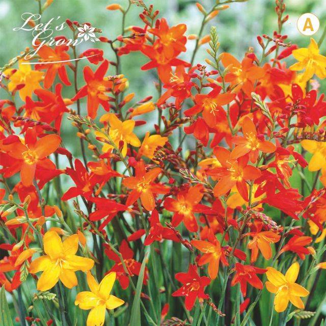 Crocosmias en mélange (Montbretia)