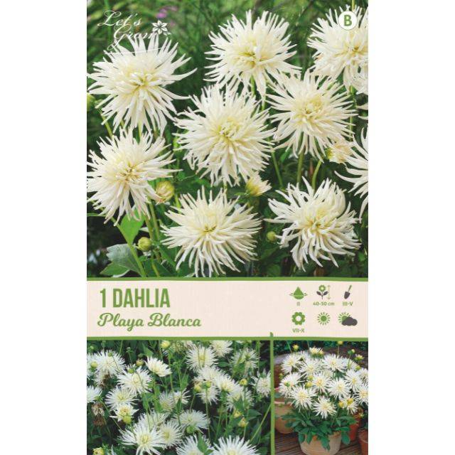 Dahlia cactus nain Playa Blanca