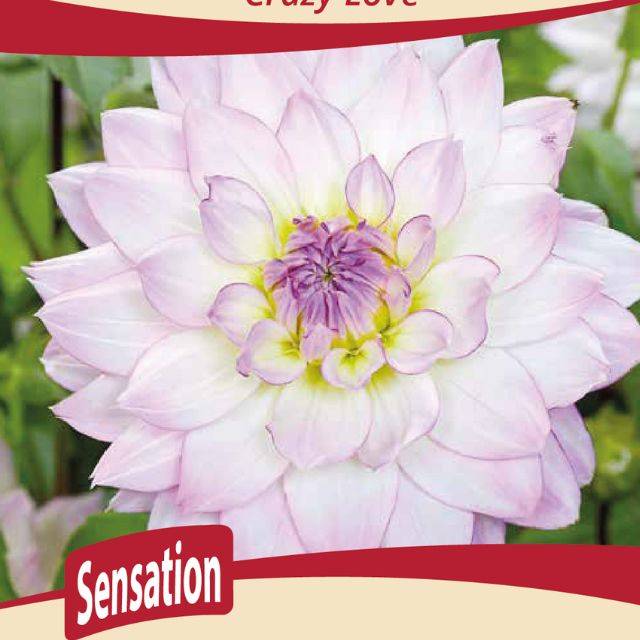 Dahlia décoratif Crazy Love
