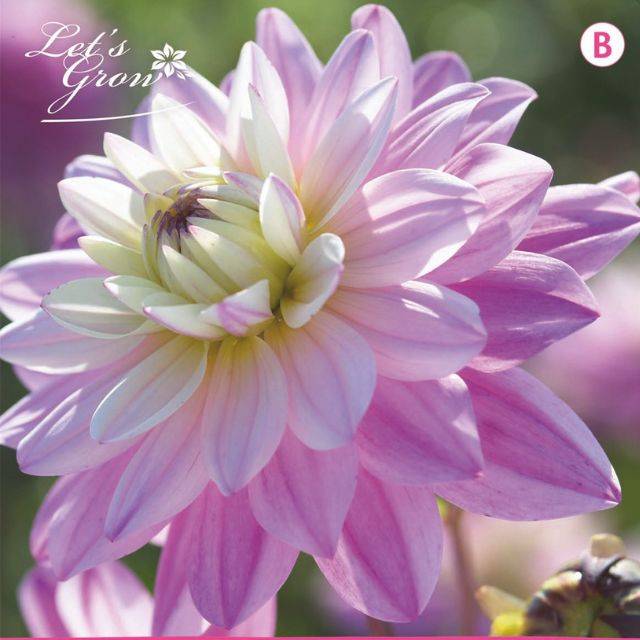 Dahlia décoratif Luka Johanna