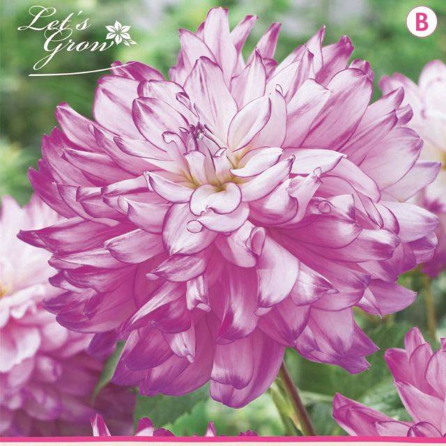 Dahlia décoratif Who Dun It