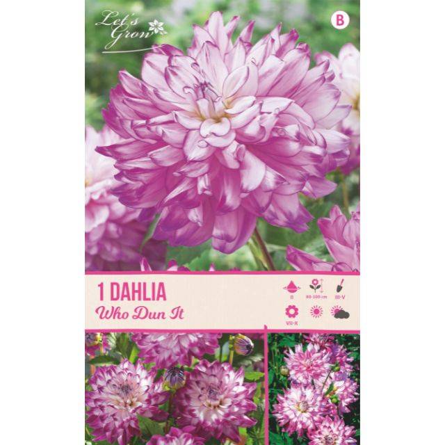 Dahlia décoratif Who Dun It