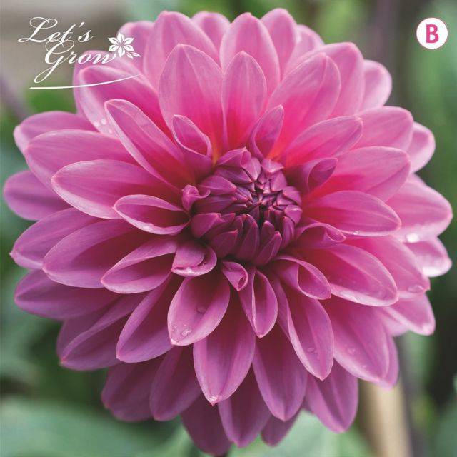 Dahlia décoratif Lucky Number