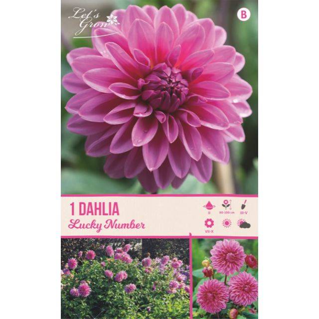 Dahlia décoratif Lucky Number