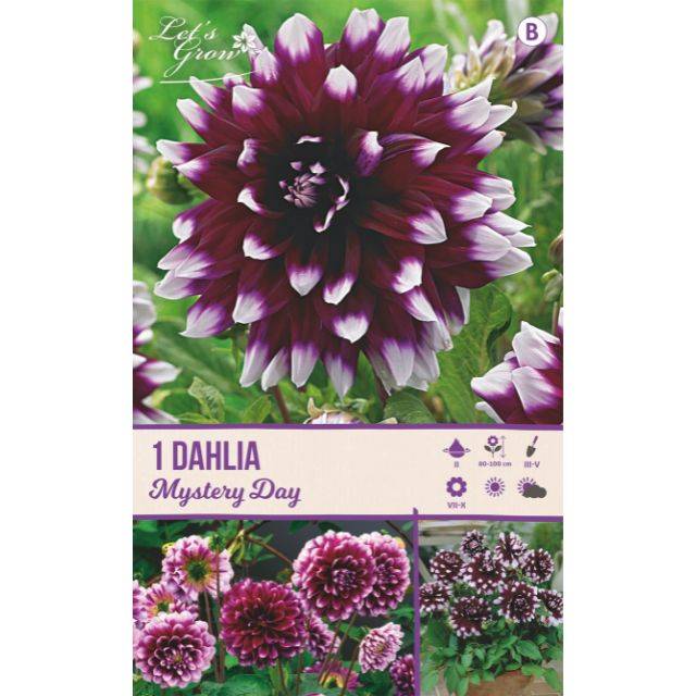 Dahlia Mystery Day