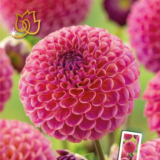 Dahlia pompon Caitlin Joy