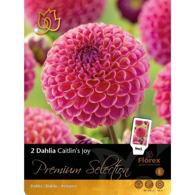 Dahlia pompon Caitlin Joy