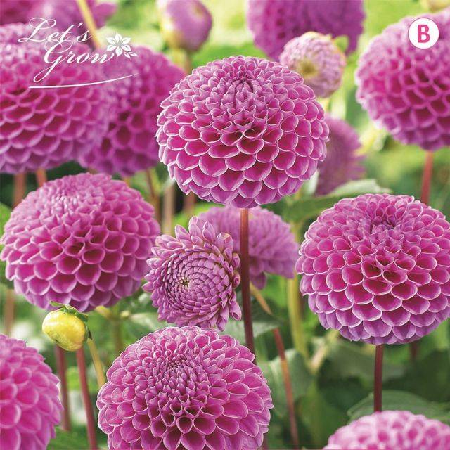 Dahlia pompon Franz Kafka