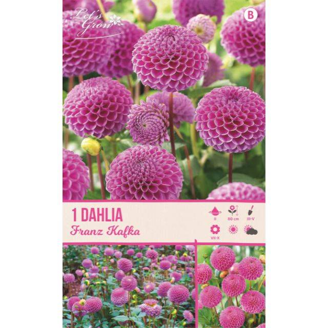 Dahlia pompon Franz Kafka