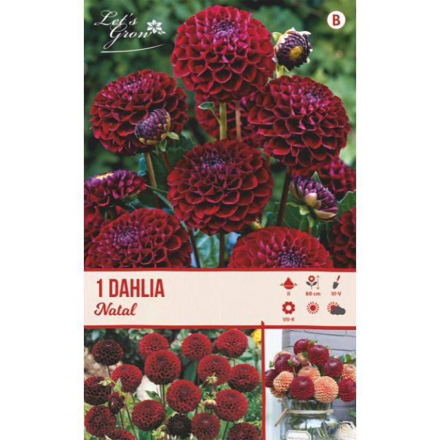 Dahlia pompon Natal 