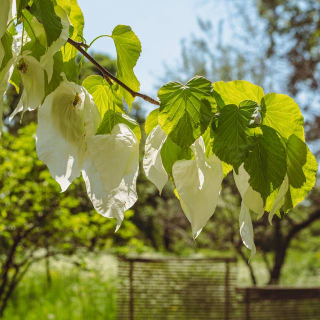Davidia involucrata (Arbre aux mouchoirs) (Flocci Nivis / wikimedia.org)