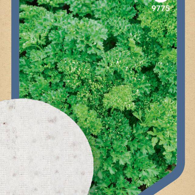 Persil frisé - 3 disques