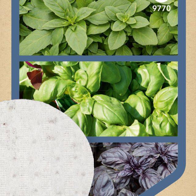 Trio de basilics - 3 disques