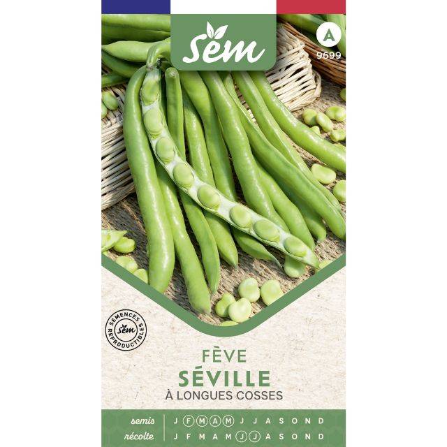 Fève Séville à longues cosses