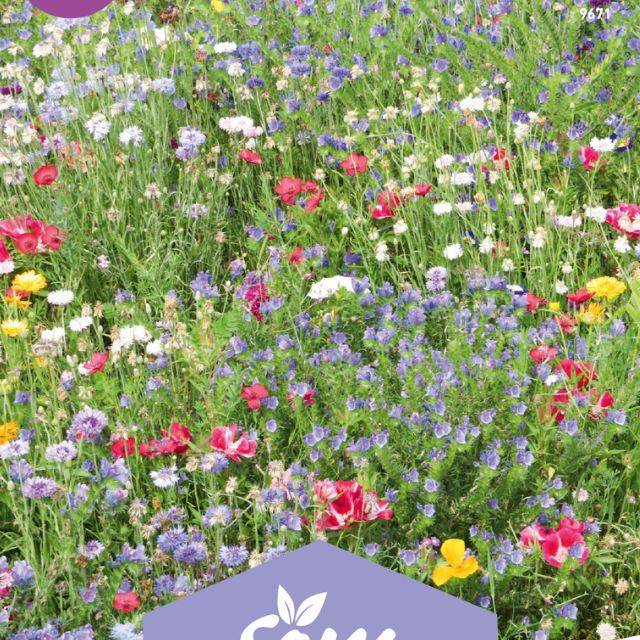 Mélange de fleurs - Massif extra nain