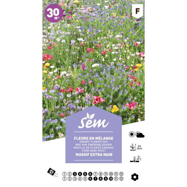 Mélange de fleurs - Massif extra nain