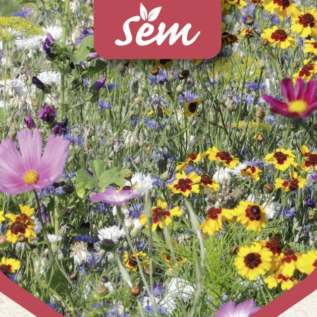 Fleurs en mélange pour abeilles