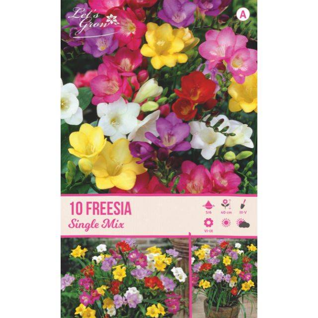 Freesias à fleurs simples en mélange