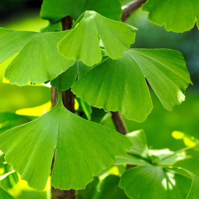 Ginkgo biloba - feuillage (Matthias Böckel / Pixabay)