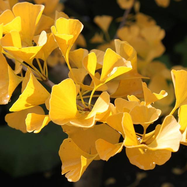 Ginkgo biloba - Feuillage d'automne (lkbeach / Pixabay)