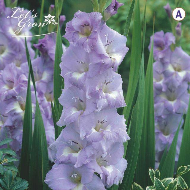 Glaïeuls Lavender Blue